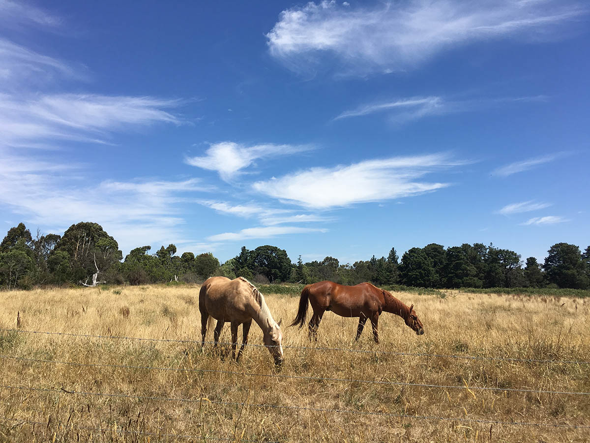 Horses