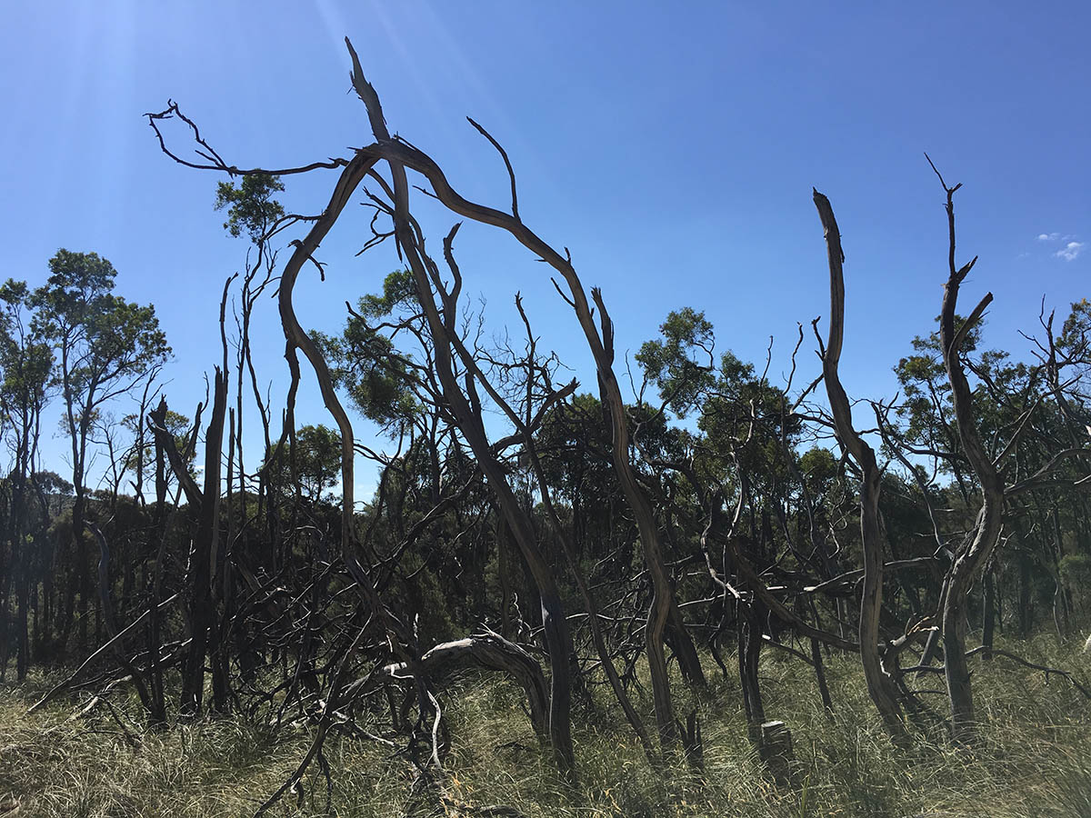 Burned trees