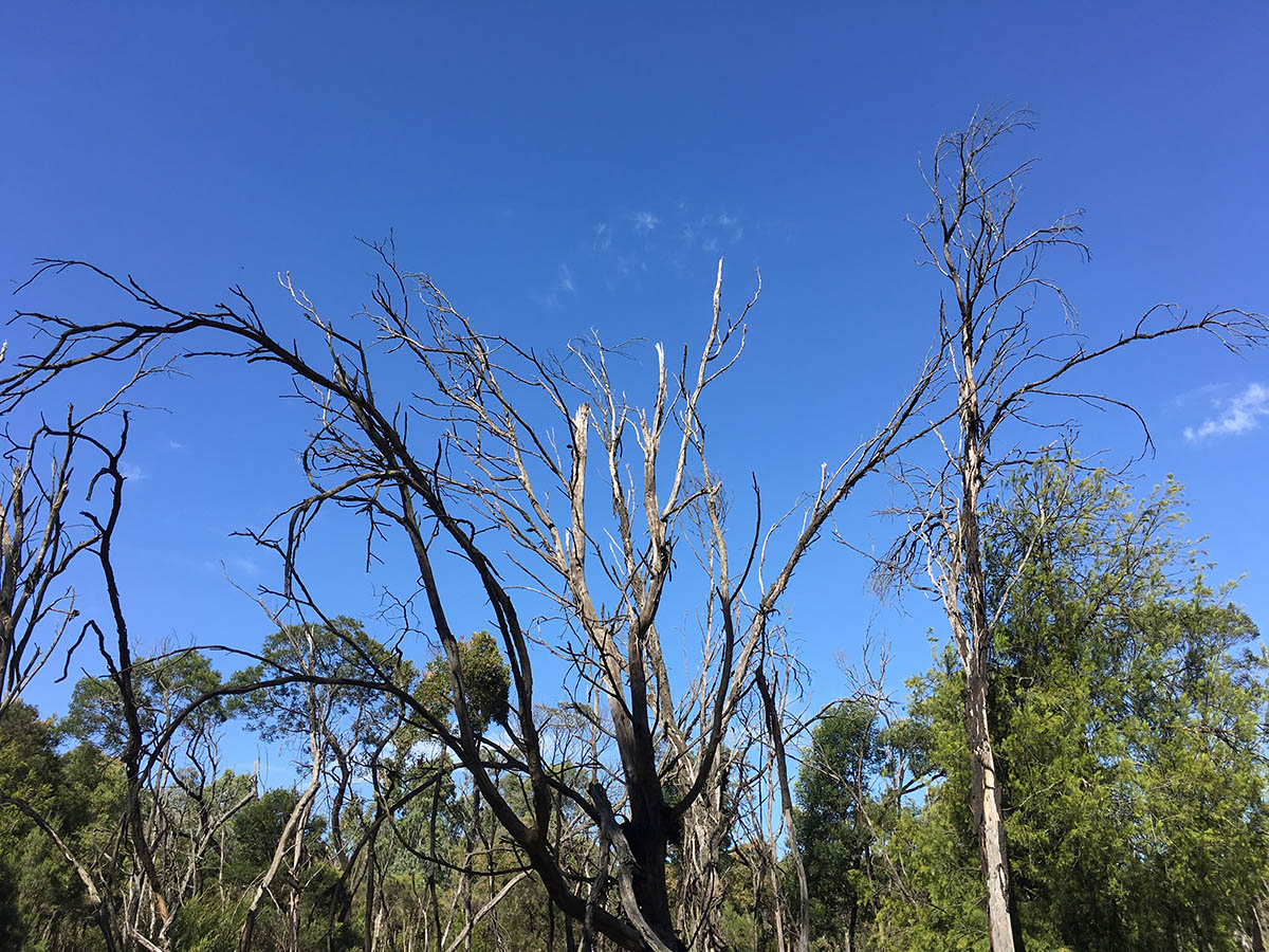 Strange tree