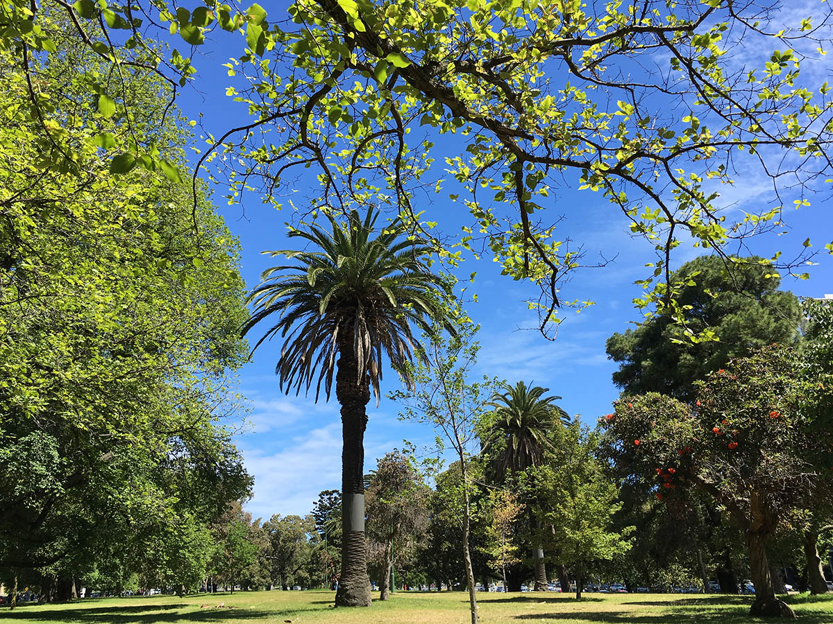 Trees in the park 1