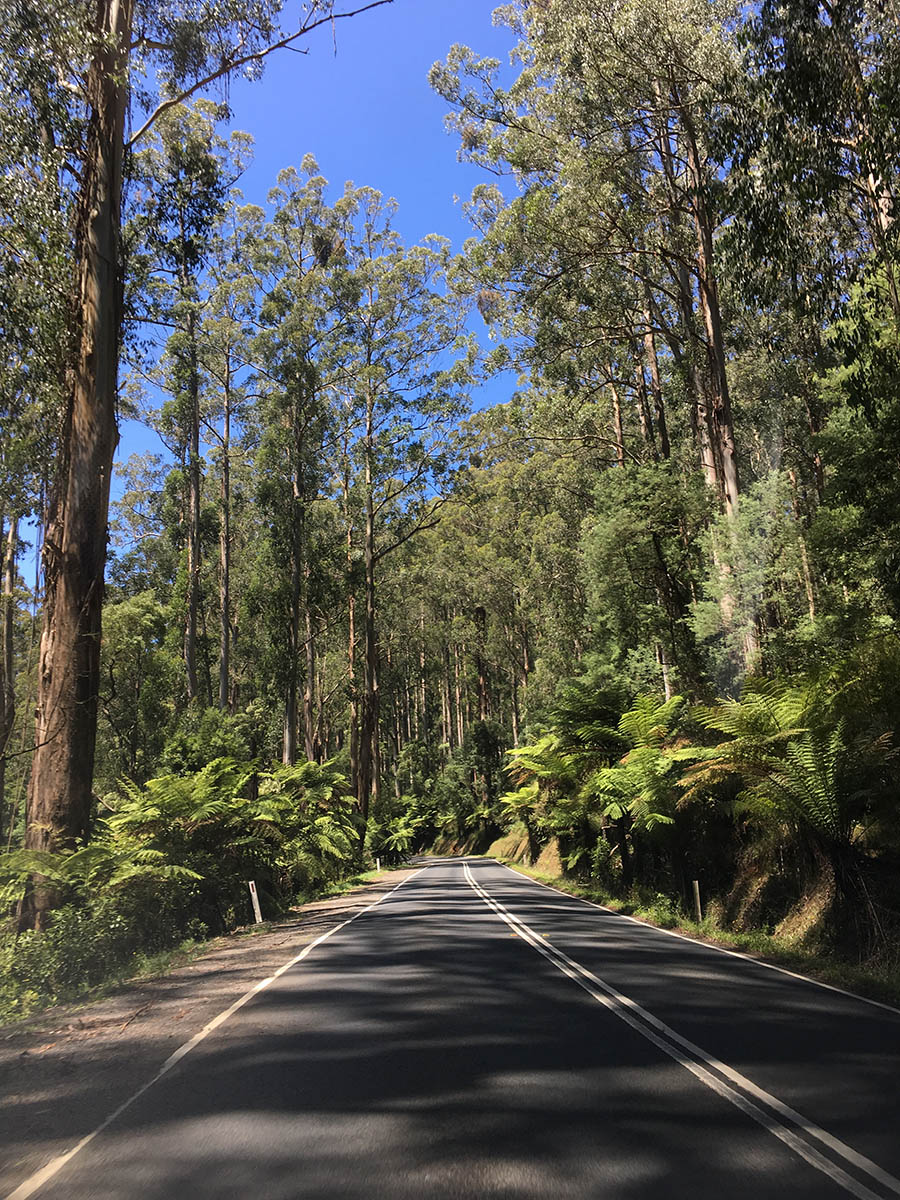 Forest on the road