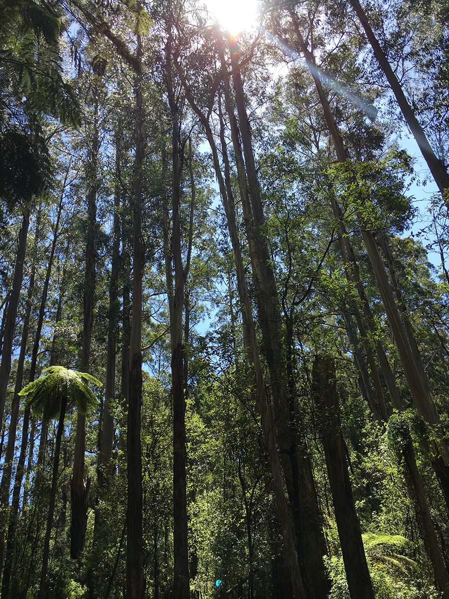 Very tall trees