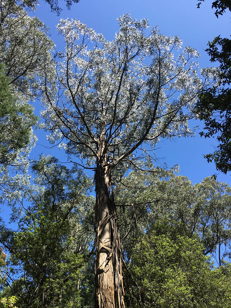 Tree with multiple skins