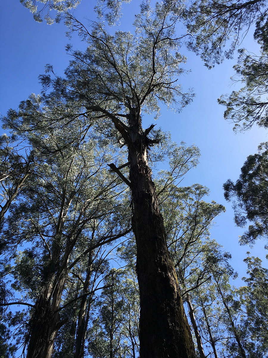 Very tall tree