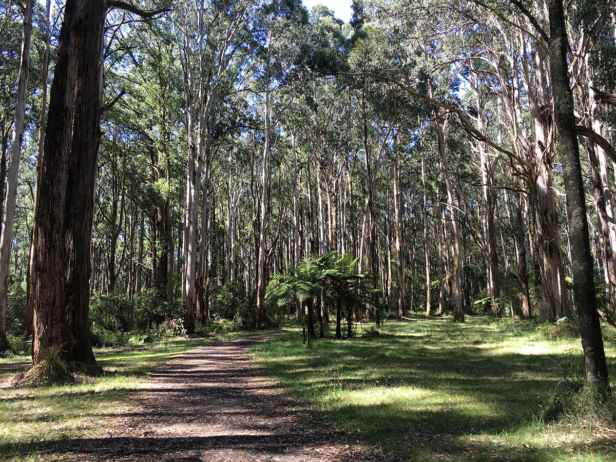 Forest trees