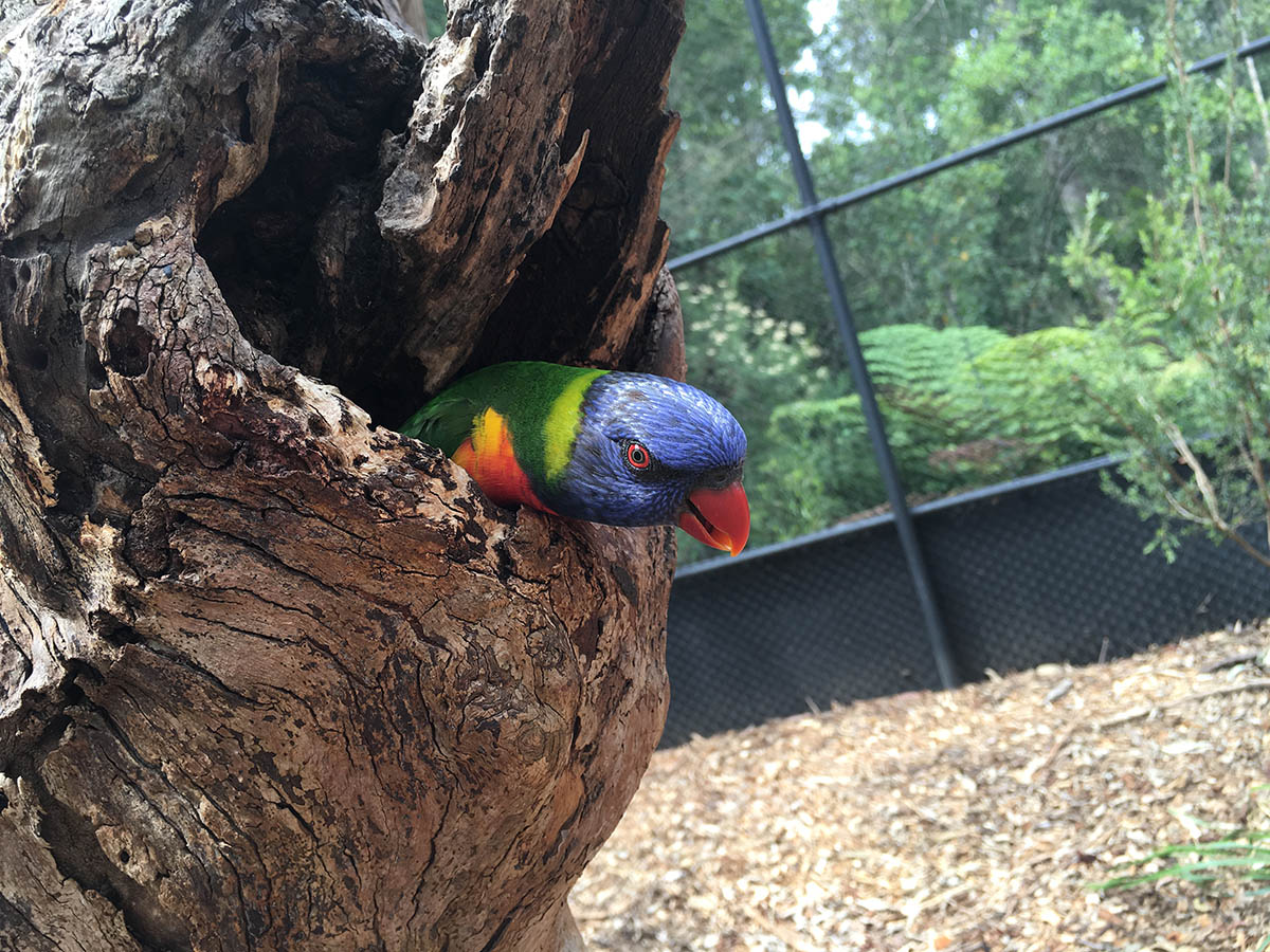 Rainbow lorikeet