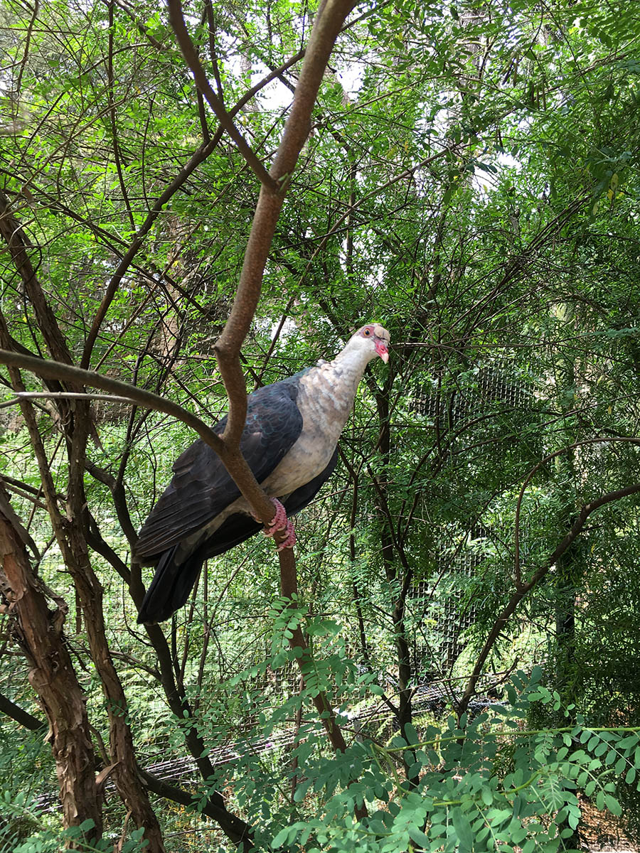 White-headed pigeon