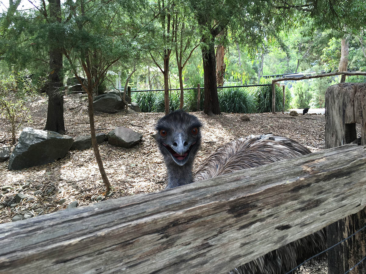 Emu