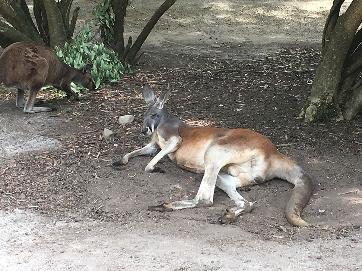 Sleeping kangaroo