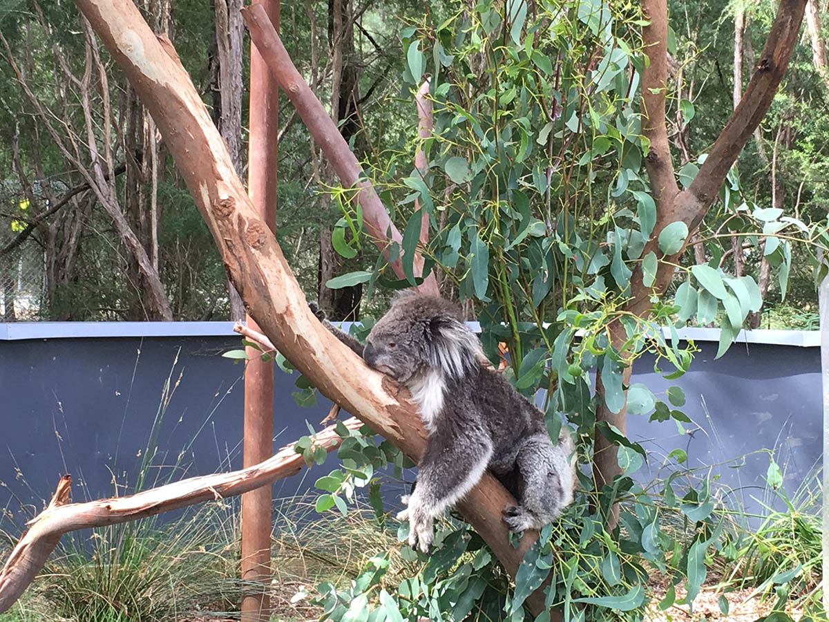 Sleeping koala