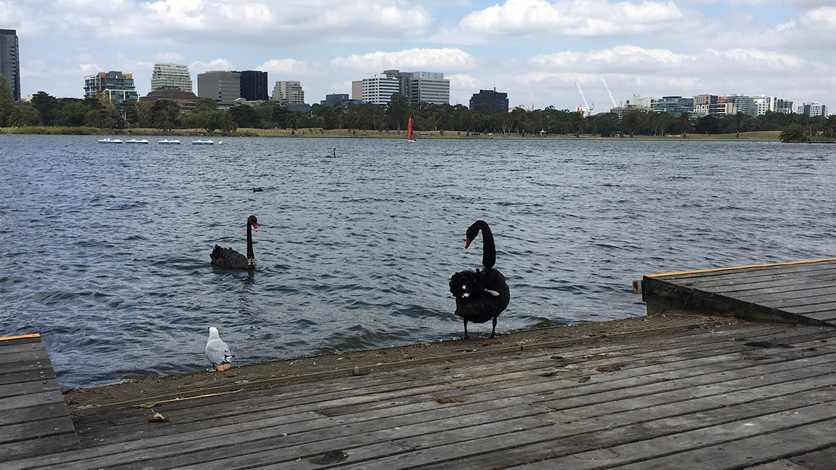 Black swans