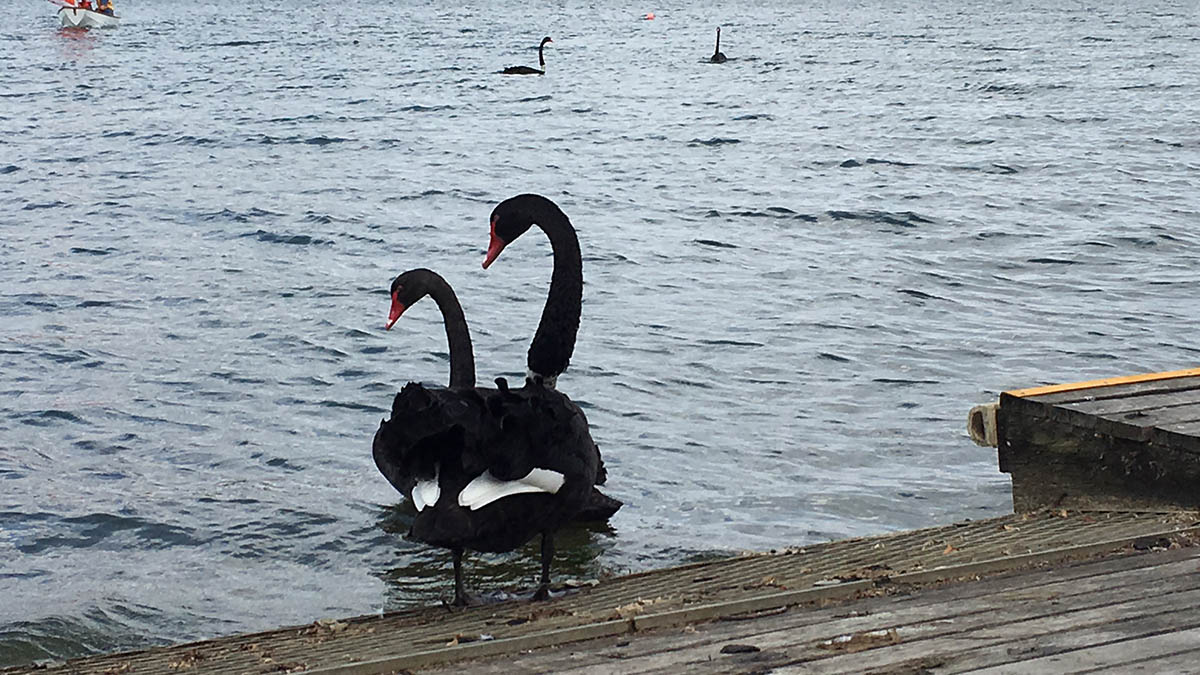 Black swan pair