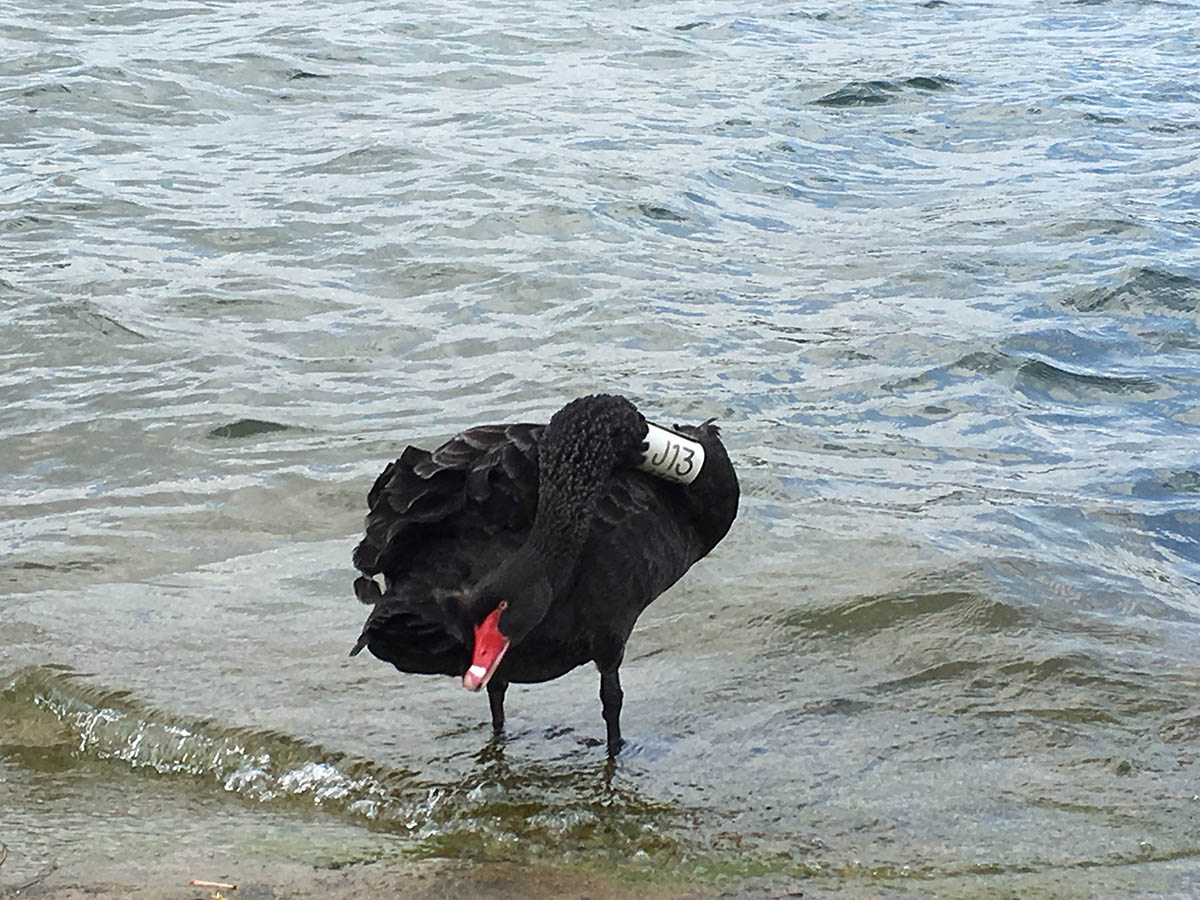 Female swan