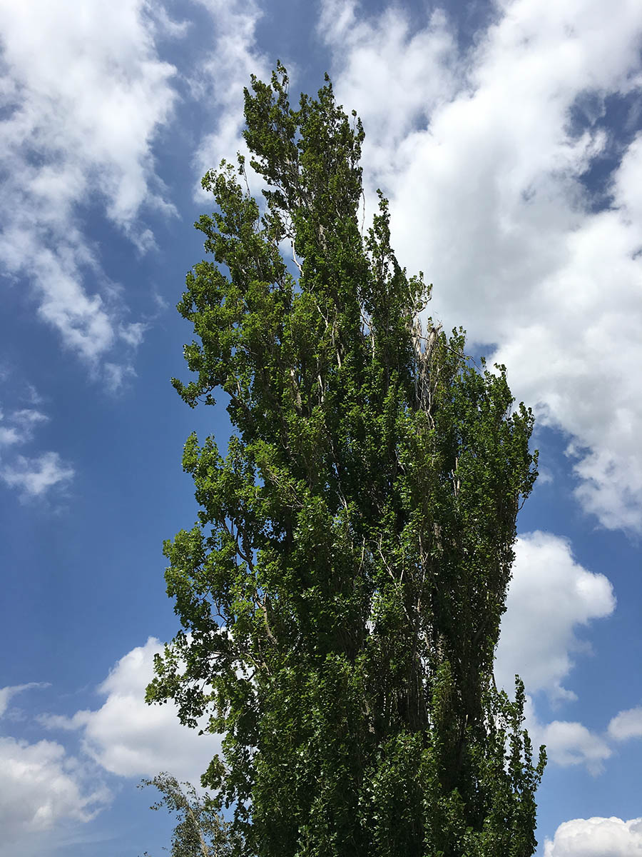 Tree in sky