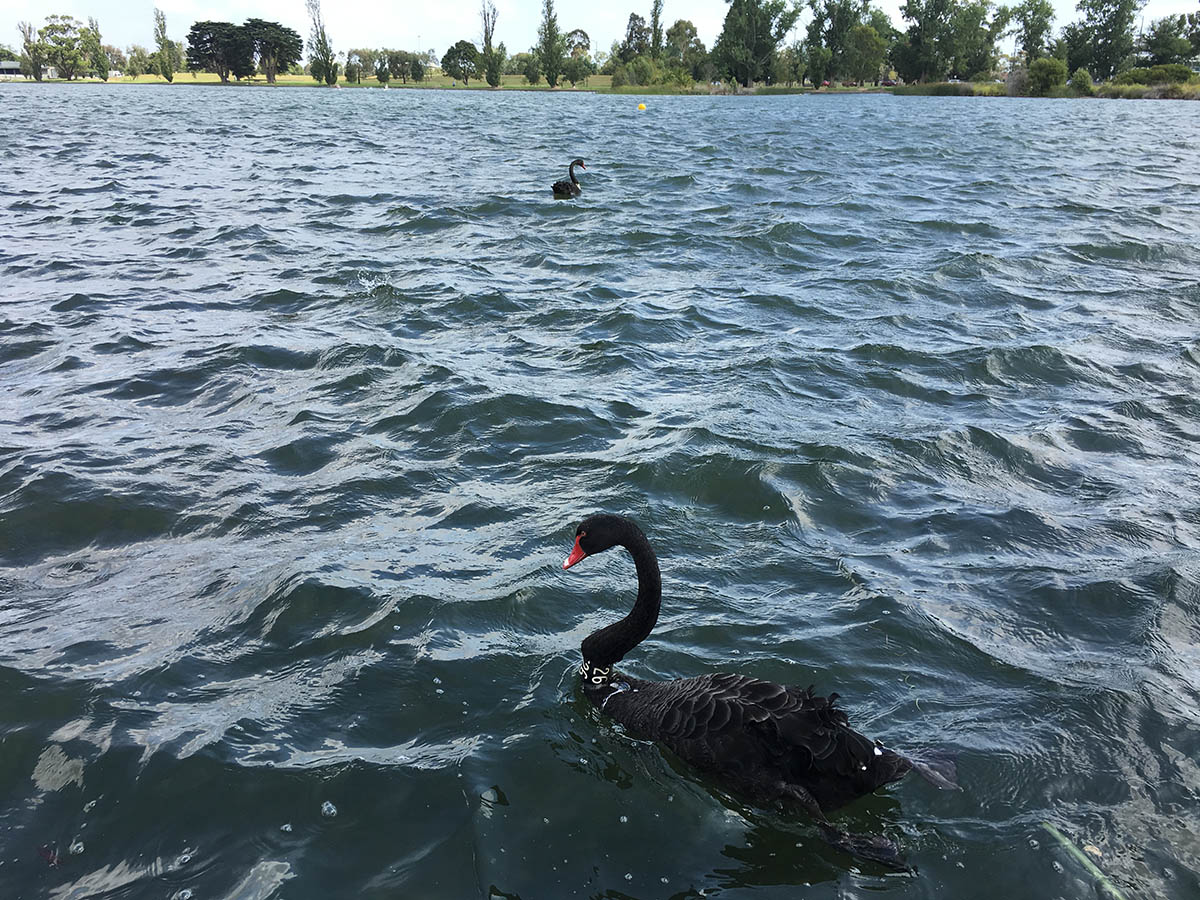 Swan swimming