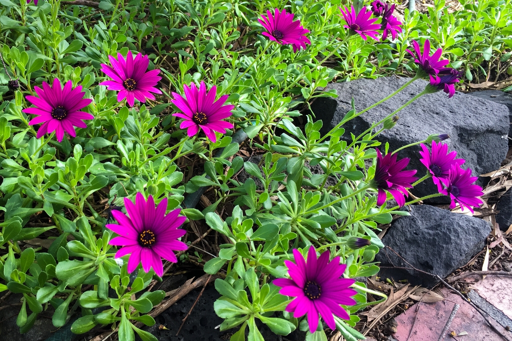 drive-way-red-flower