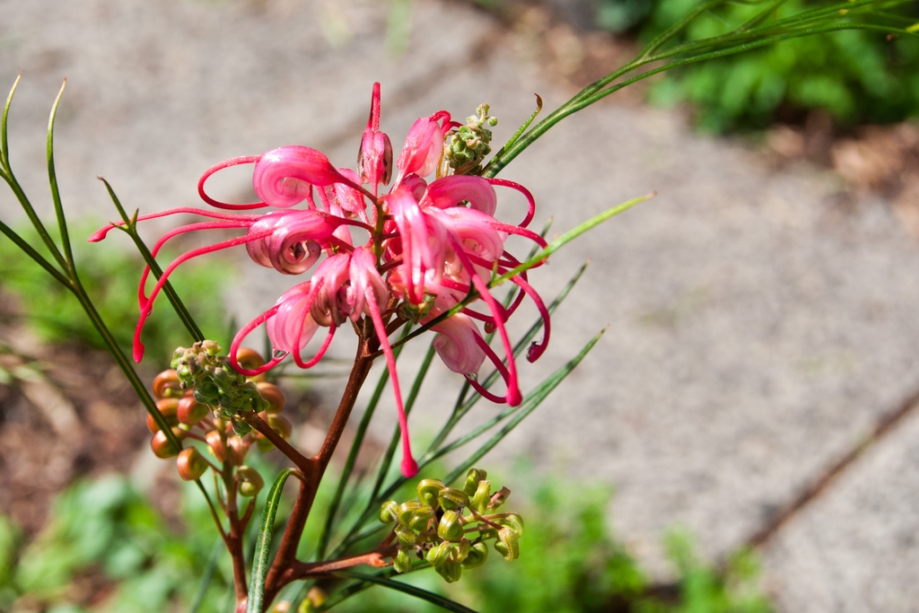 flower-grown