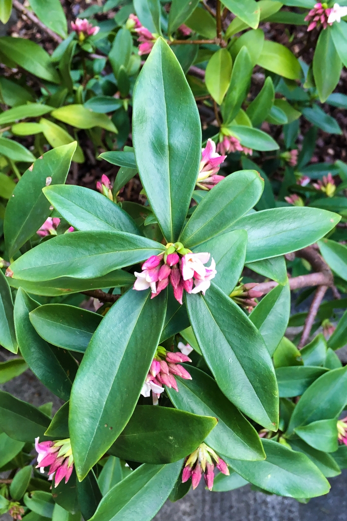 fragrant-flower-child