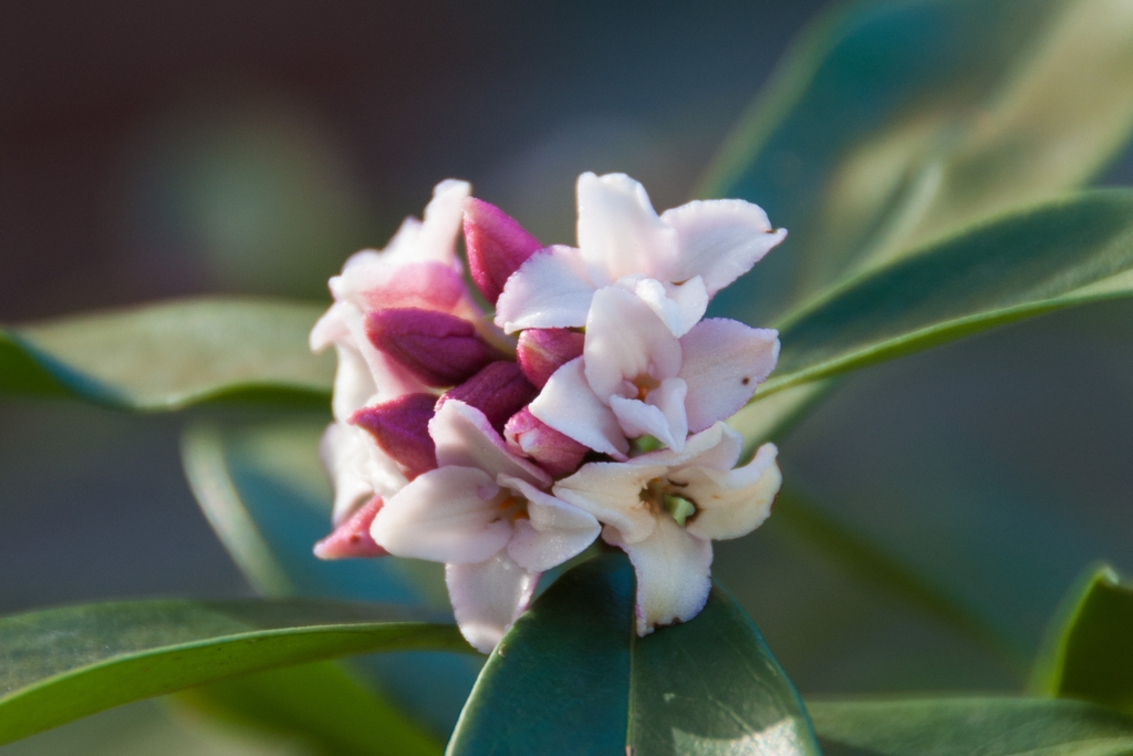 fragrant-flower-close