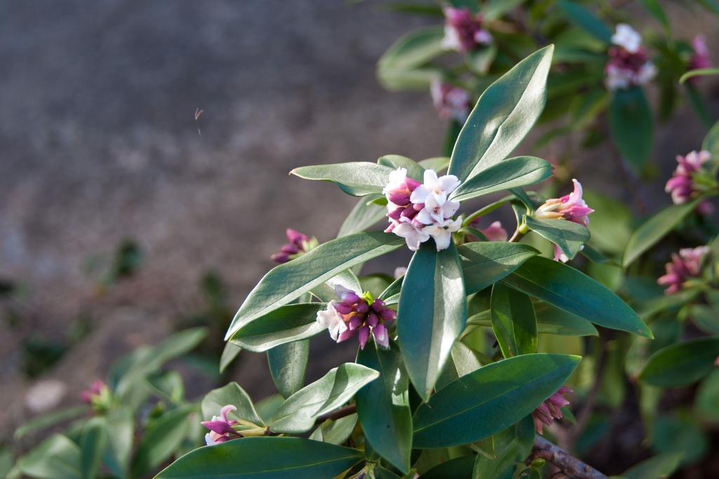 fragrant-flower-grown