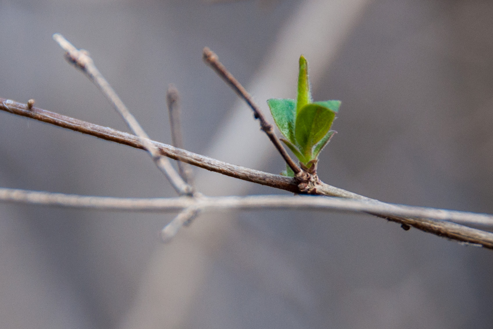old-tree-new-leaf