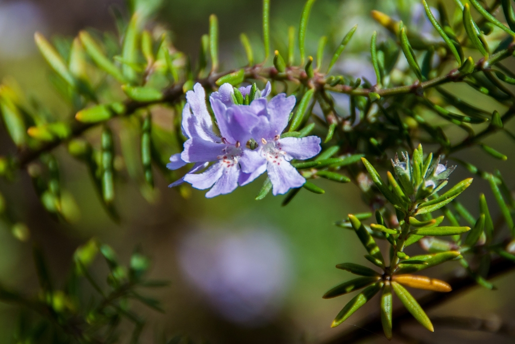 purple-flower-grown