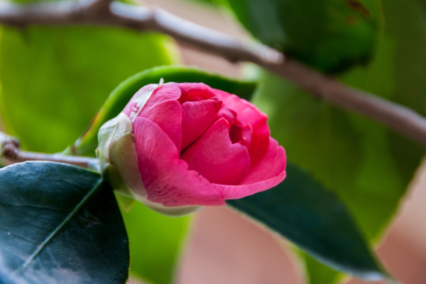 tea-flower