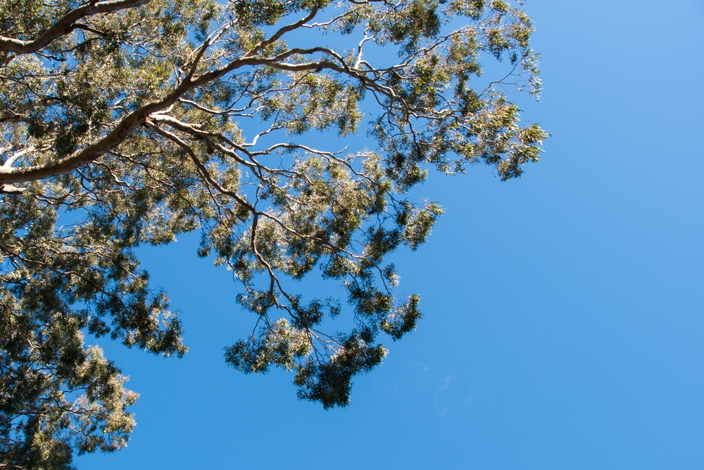 tree-sky