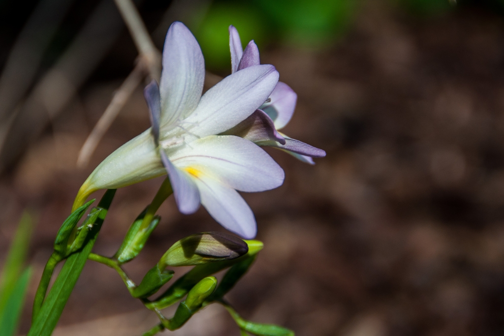 white-flower