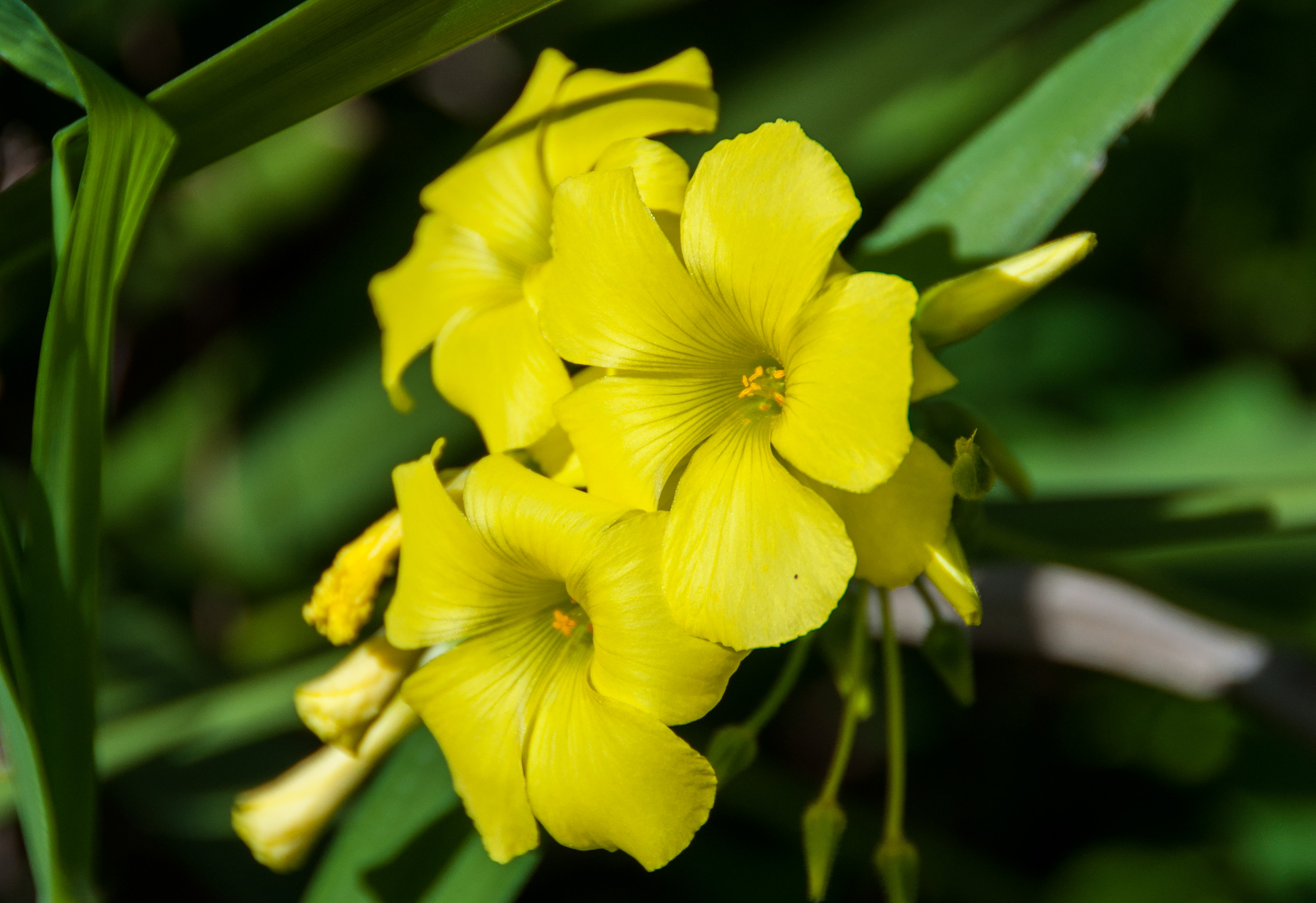 yellow-flower