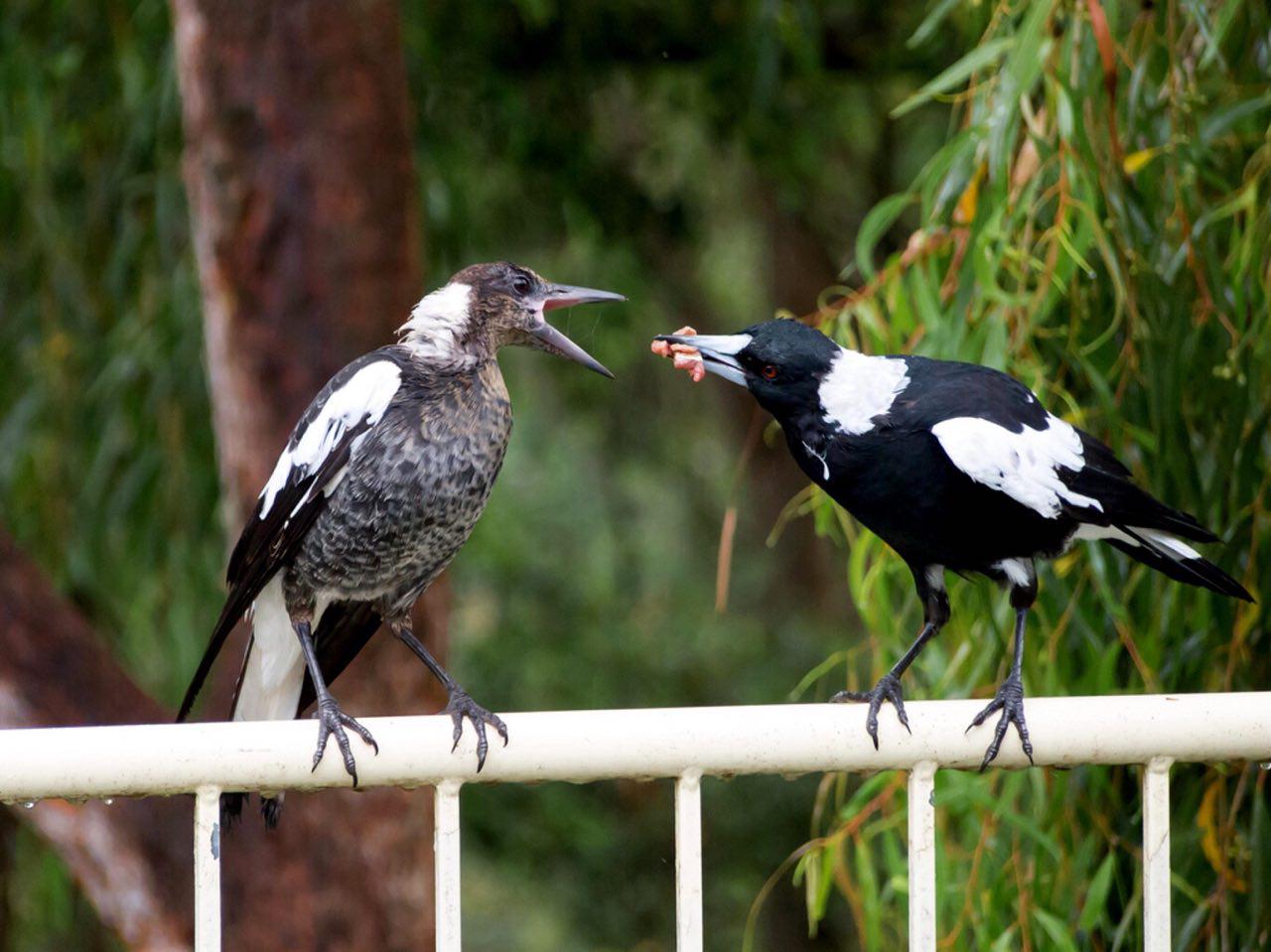 feeding